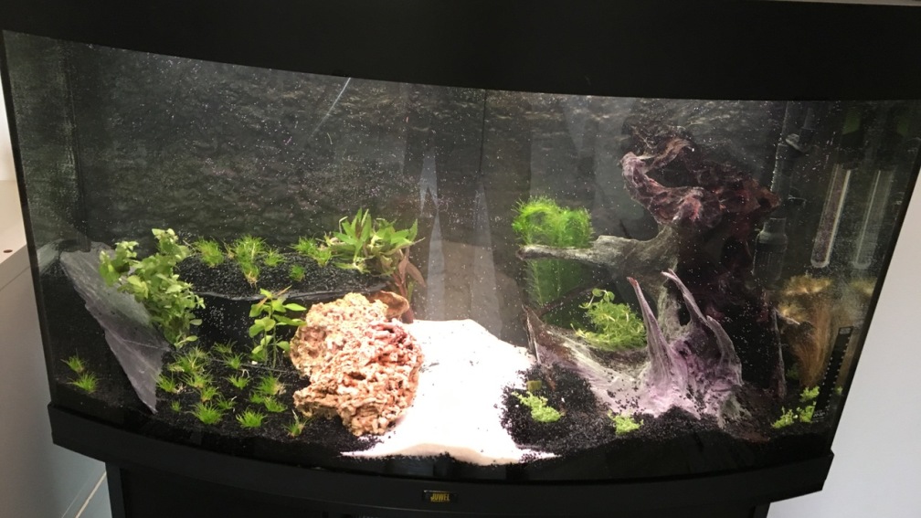 Aquarium Hauptansicht von Juwel Vision 180