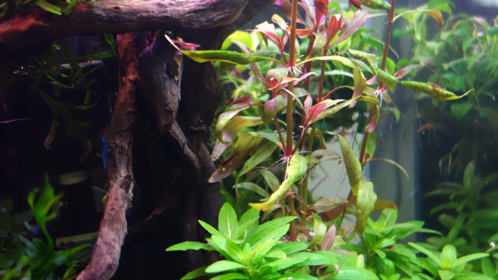 Aquarium Hauptansicht von Magic Aquascaping