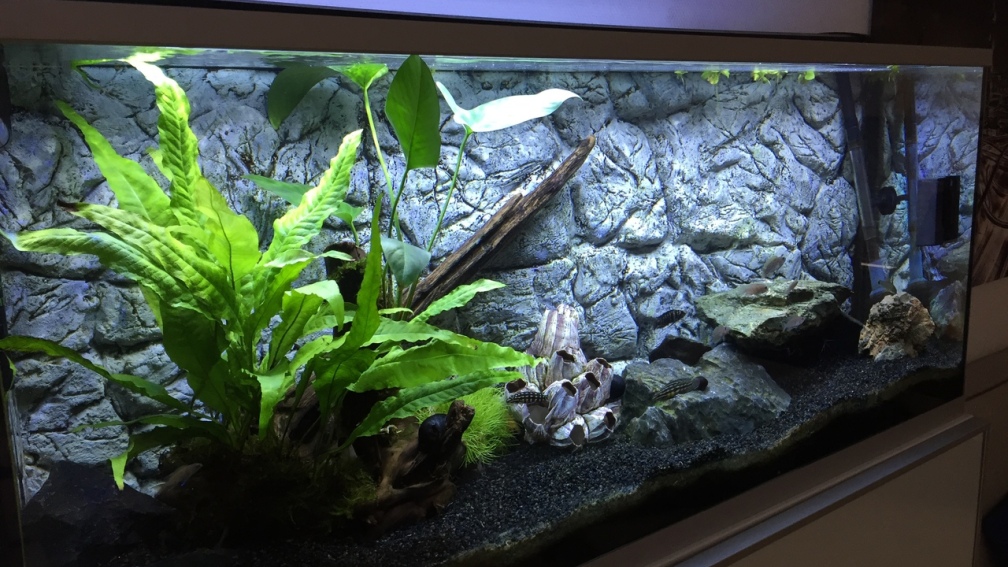 Aquarium Hauptansicht von Between The Worlds