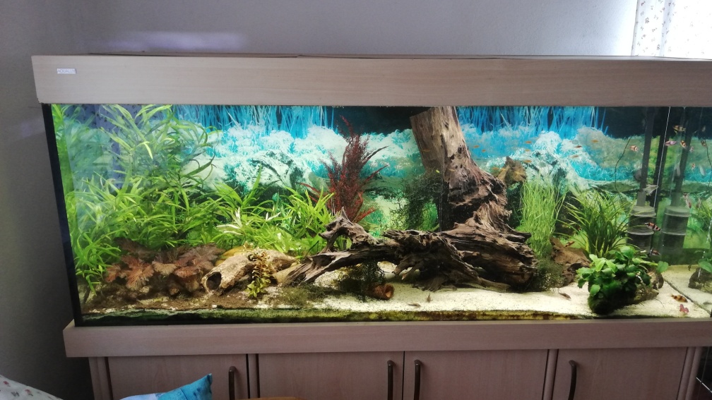 Aquarium Hauptansicht von Welsbecken 400Liter