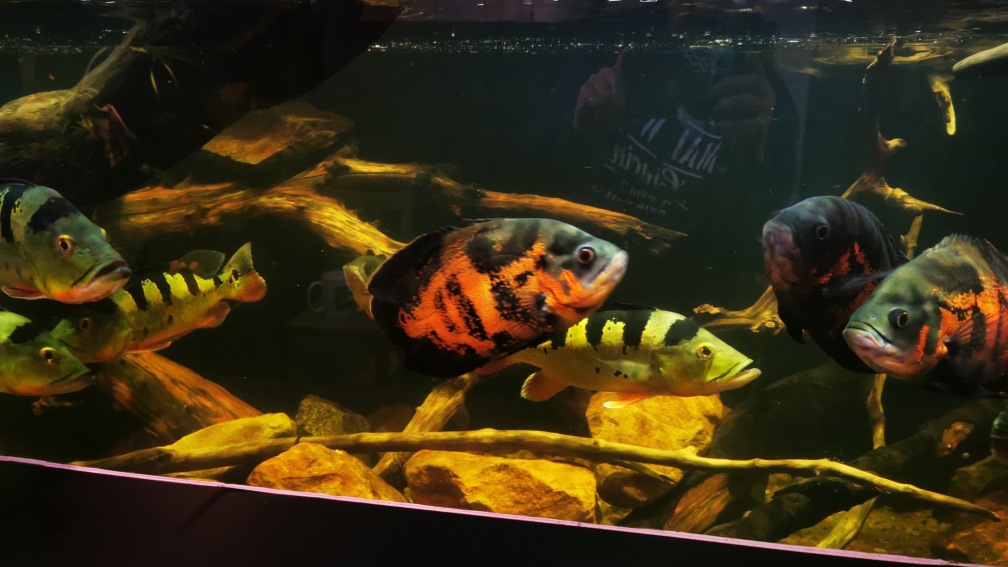 Aquarium Hauptansicht von Südamerika 4.0 Aquarium Hauptansicht von Südamerika 4.0