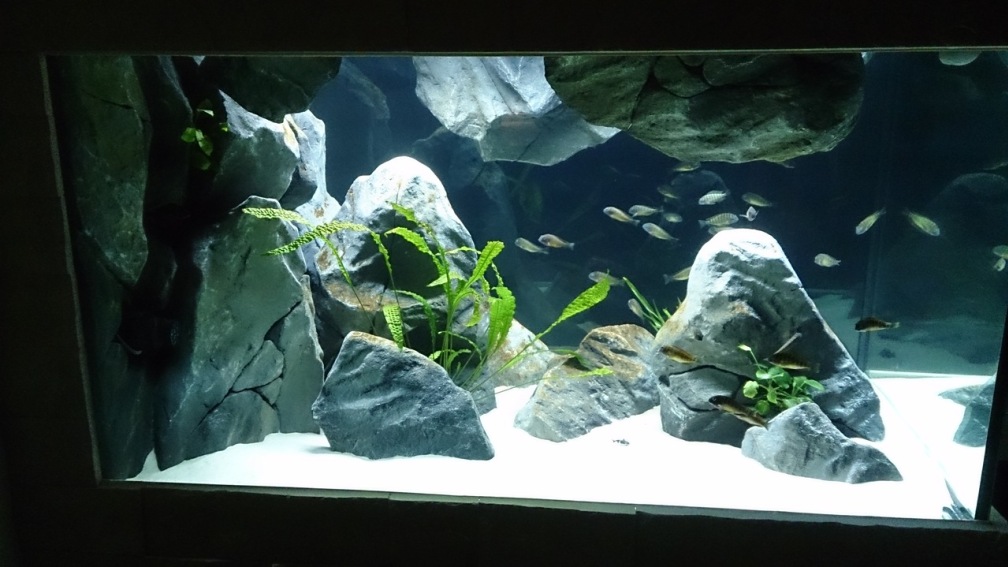 Aquarium Hauptansicht von Tropheus Pfütze (nur noch als Beispiel)