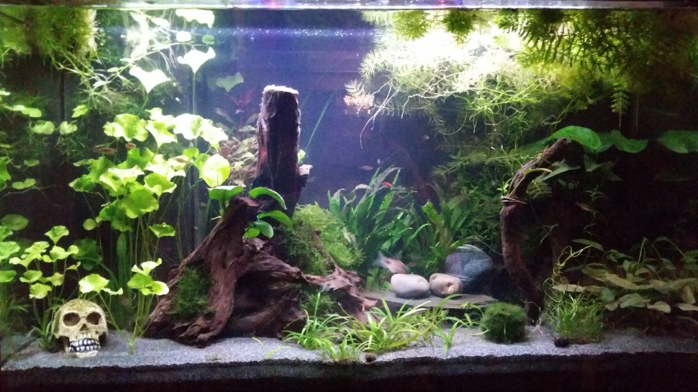 Aquarium Hauptansicht von Gesellschaftsbecken