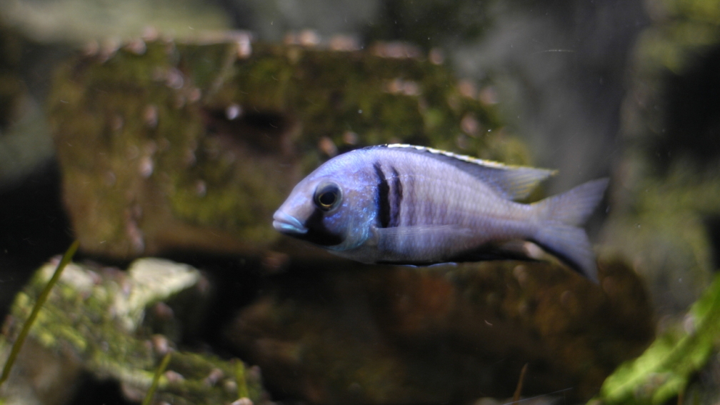 Aquarium Hauptansicht von kleine Badewanne `wird aufgelöst - zu verkaufen`