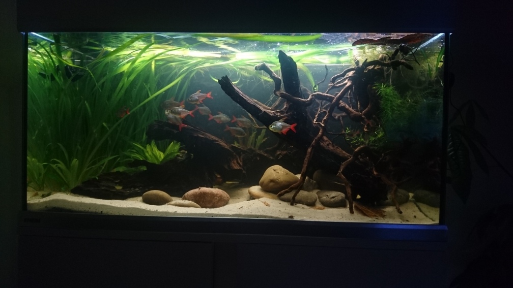 Aquarium Hauptansicht von Neues beni becken