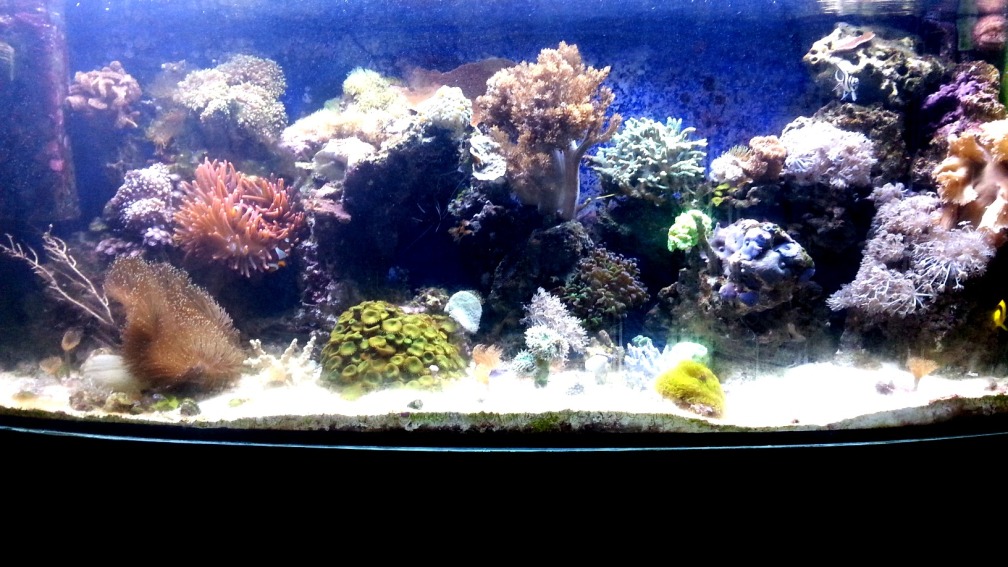 Aquarium Hauptansicht von Mein kleines Riff