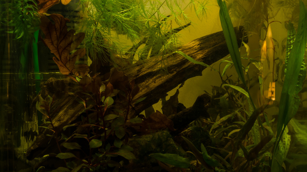 Becken 15.11.2016 - Wasserwerte erreicht