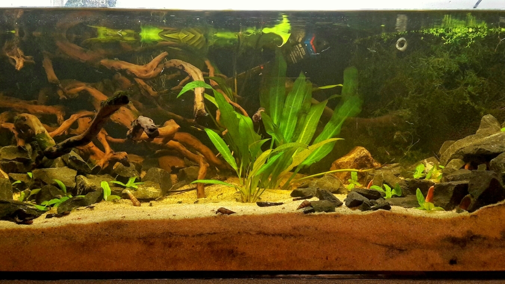 Aquarium Hauptansicht von Der 1. Versuch Rio Orinoco