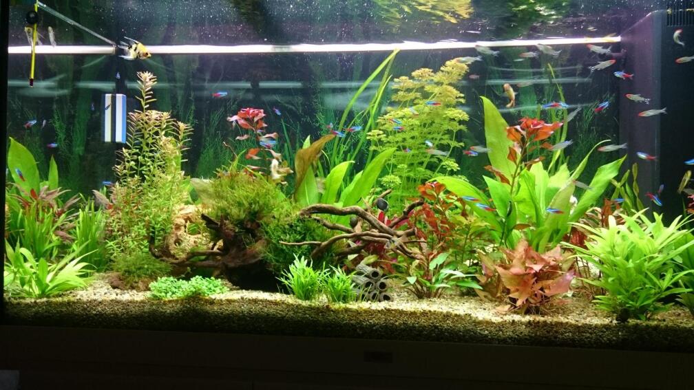 Aquarium Hauptansicht von Rio 300 Aquarium Hauptansicht von Rio 300