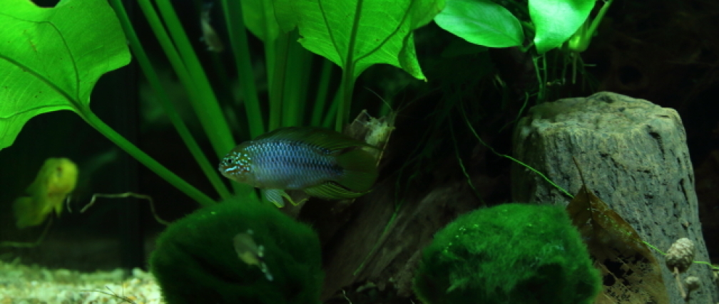 Aquarium Hauptansicht von Dschungelcamp