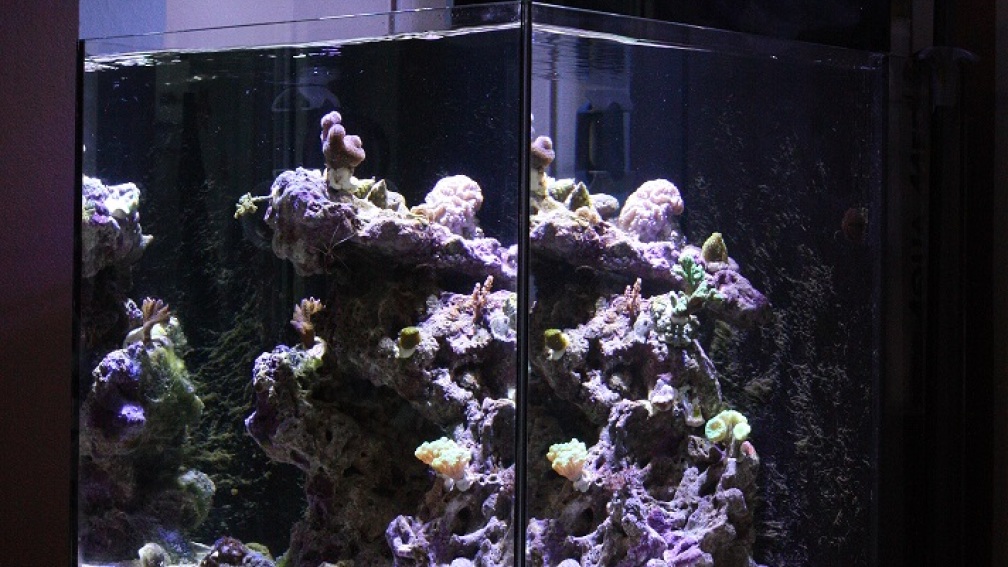 Aquarium Hauptansicht von Aqua Medic Blenny