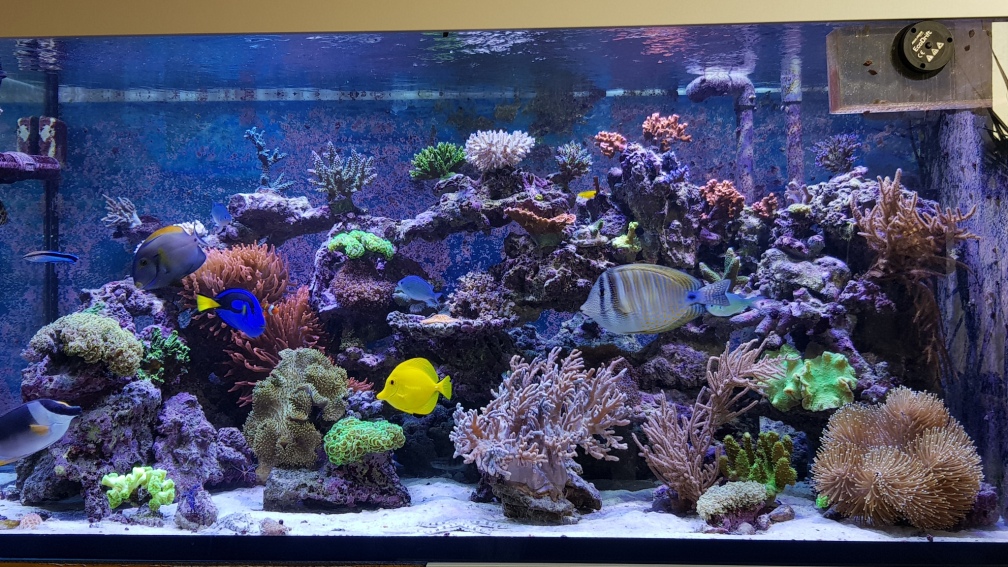 Aquarium Hauptansicht von Meerwasseraquarium
