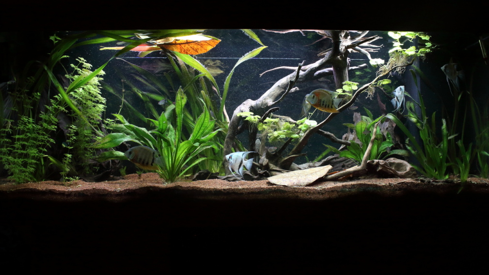 Aquarium Hauptansicht von Juwel Rio 400