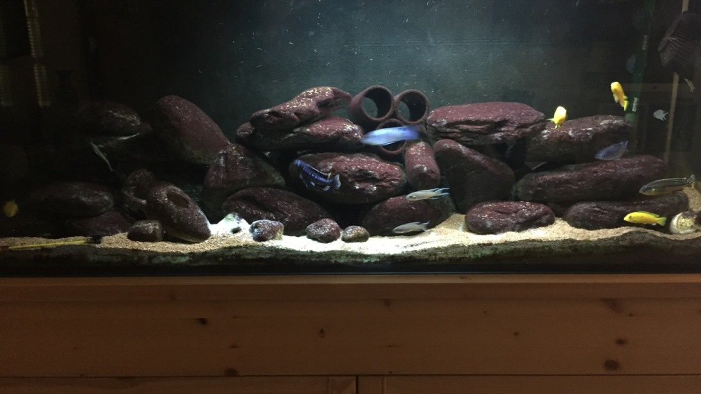 Aquarium Hauptansicht von Malawi Mbuna Tank vor Umbau