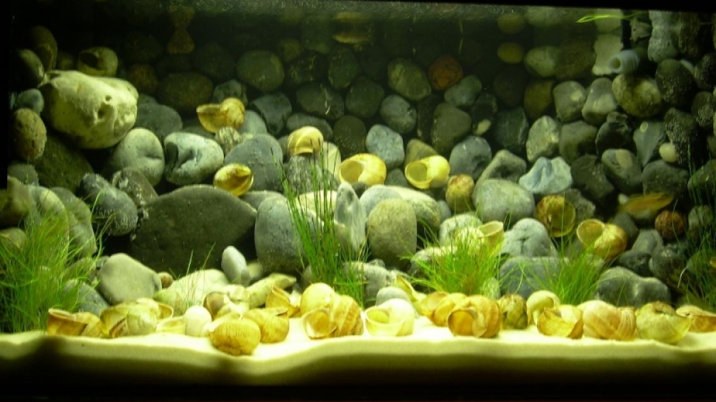 Aquarium Hauptansicht von Becken 3352