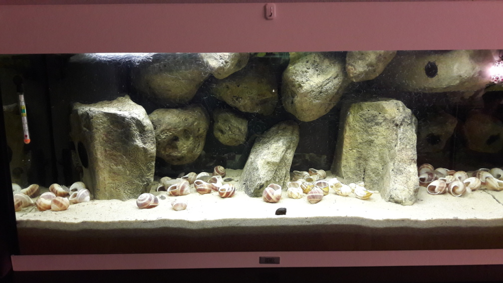 Aquarium Hauptansicht von Doozers Rock