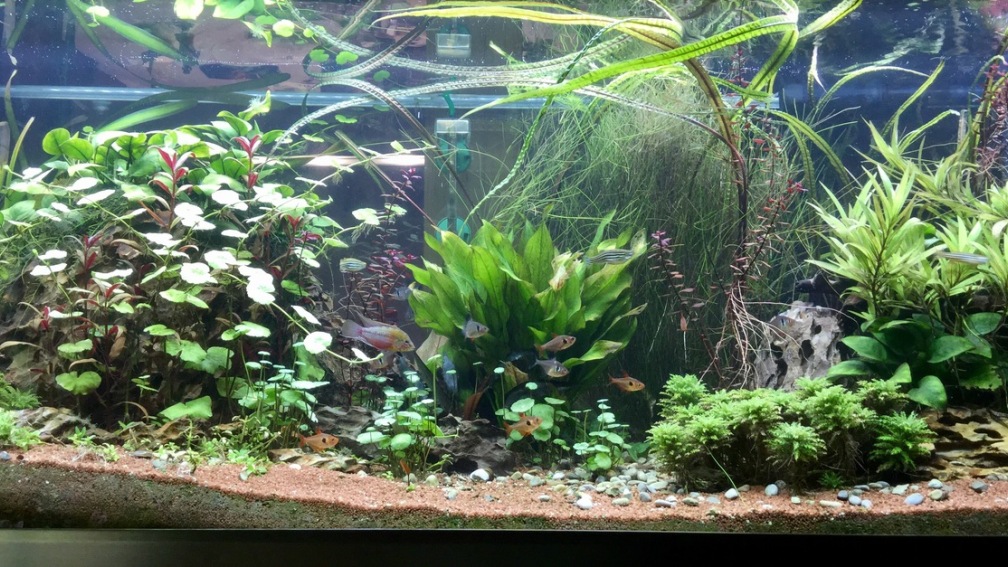 Aquarium Hauptansicht von Eheim Proxima