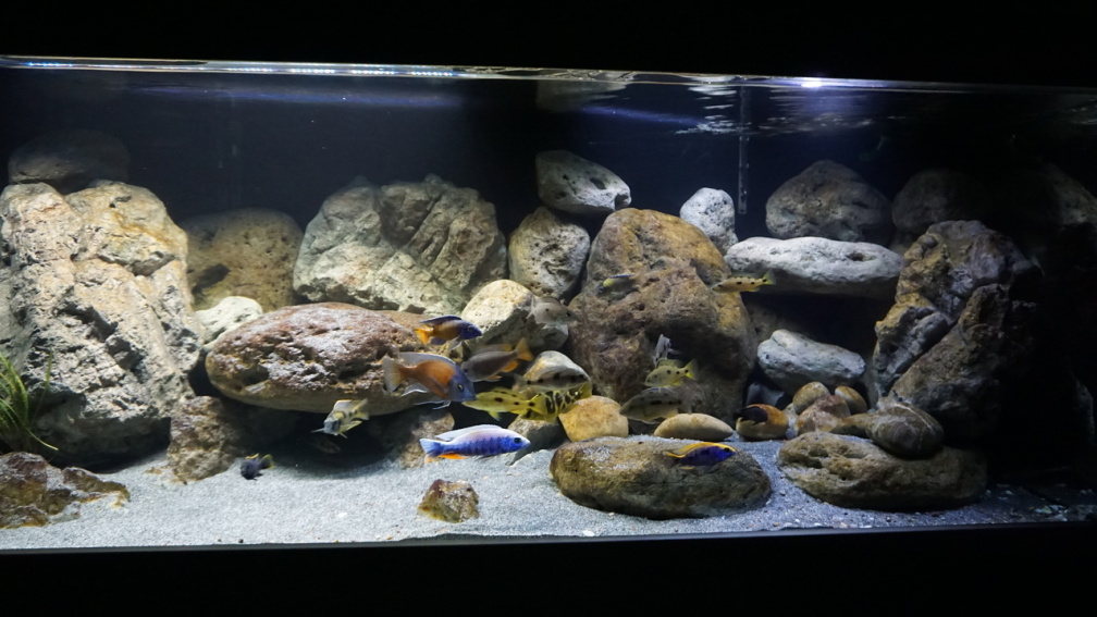 Aquarium Hauptansicht von Malawi 2