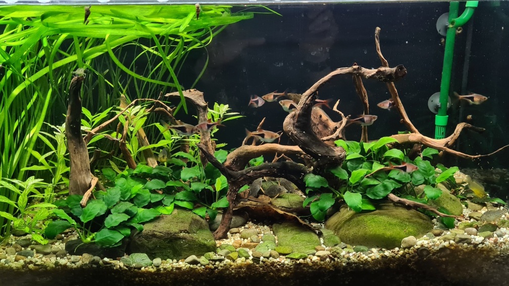 Aquarium Hauptansicht von Regenwald Bach