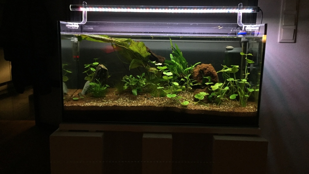 Aquarium Hauptansicht von 96er