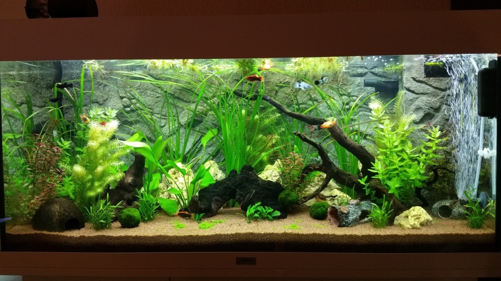 Aquarium Hauptansicht von Meine Oase