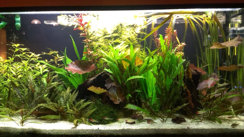 Aquarium Hauptansicht von 200er