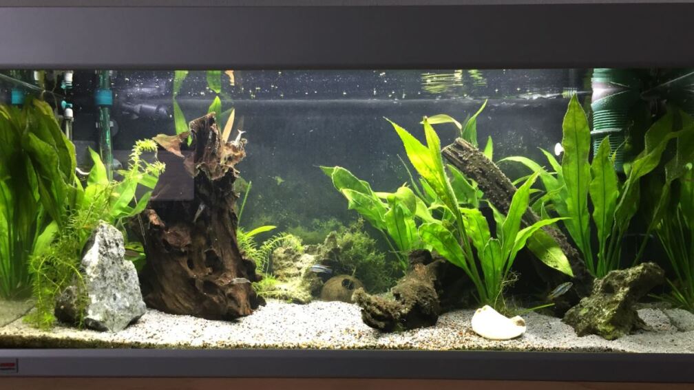 Aquarium Hauptansicht von Apistos mit Corys