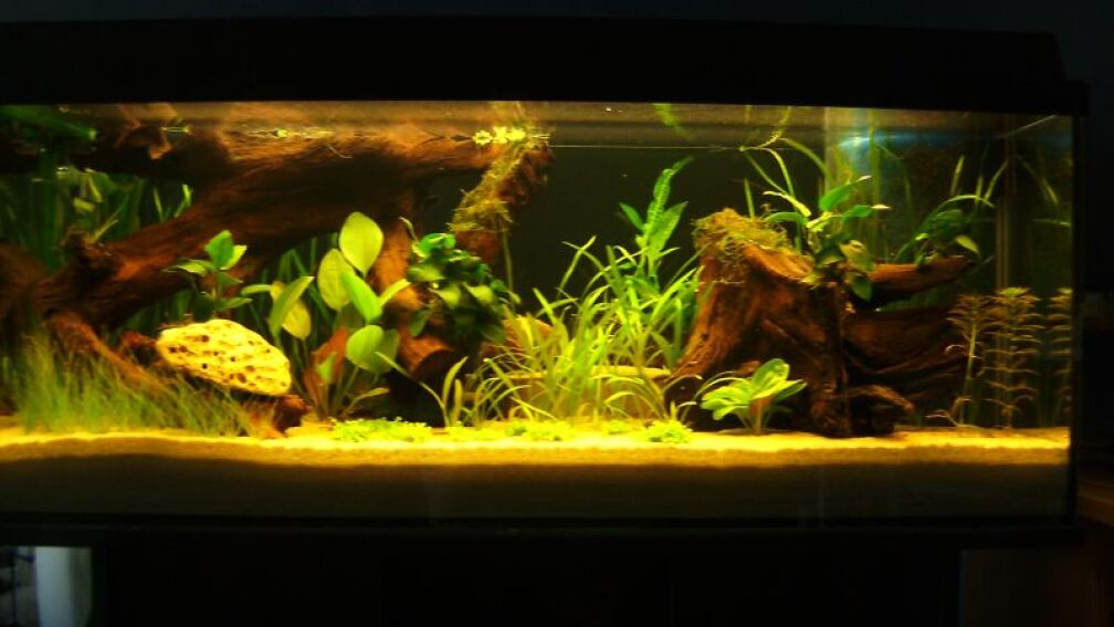 Aquarium Hauptansicht von Becken 3359