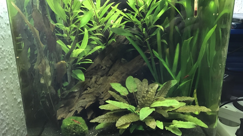 Ansicht Zerrggarnelenbecken