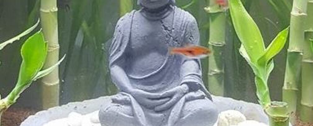 Aquarium Hauptansicht von Buddha bei die Fische