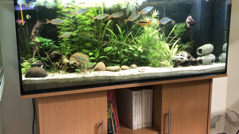 Aquarium Hauptansicht von Herr Bert Axel Rodi 240 reloaded