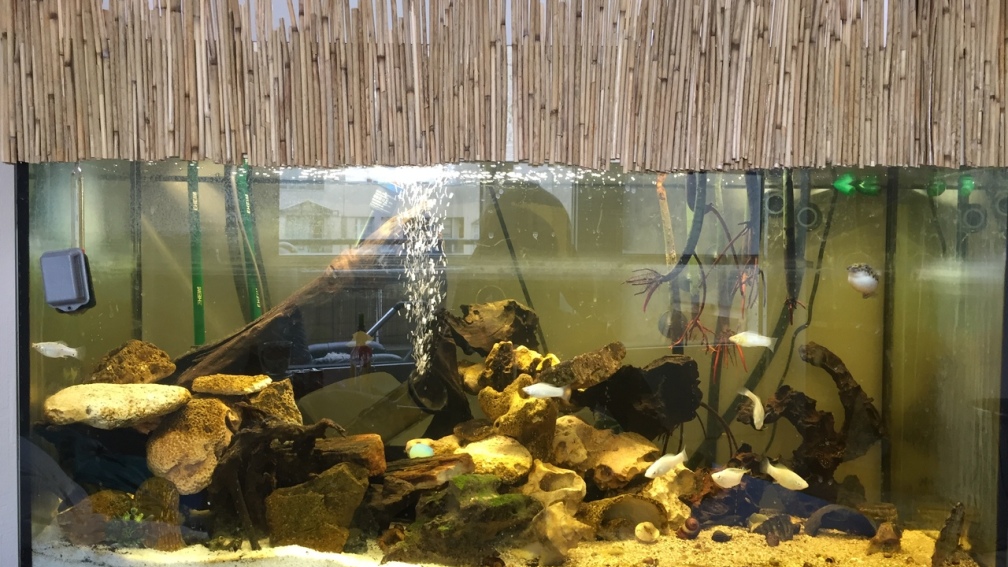 Aquarium Hauptansicht von Brackwasser-Mangroventümpel