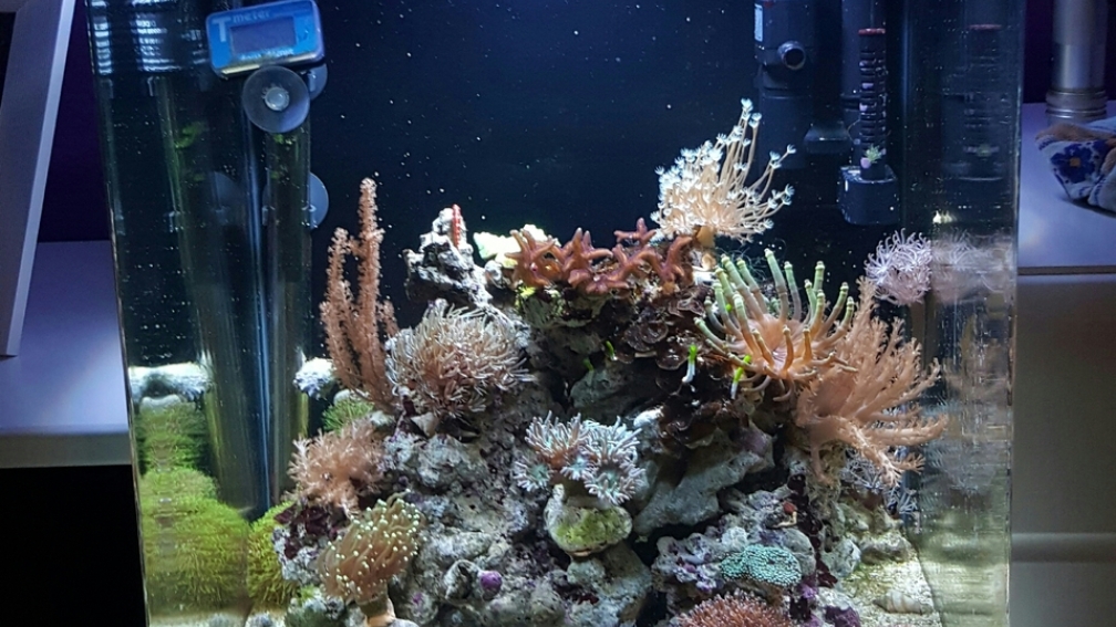 Aquarium Hauptansicht von Dennerle Nano Marinus 60l