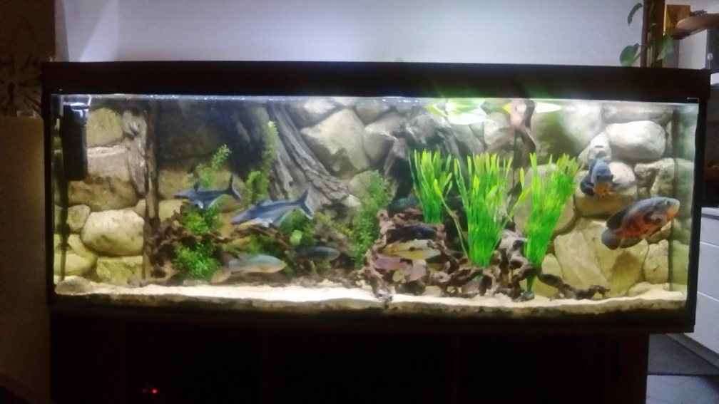 Aquarium Hauptansicht von Gesellschaftsbecken Süd-Mittelamerika