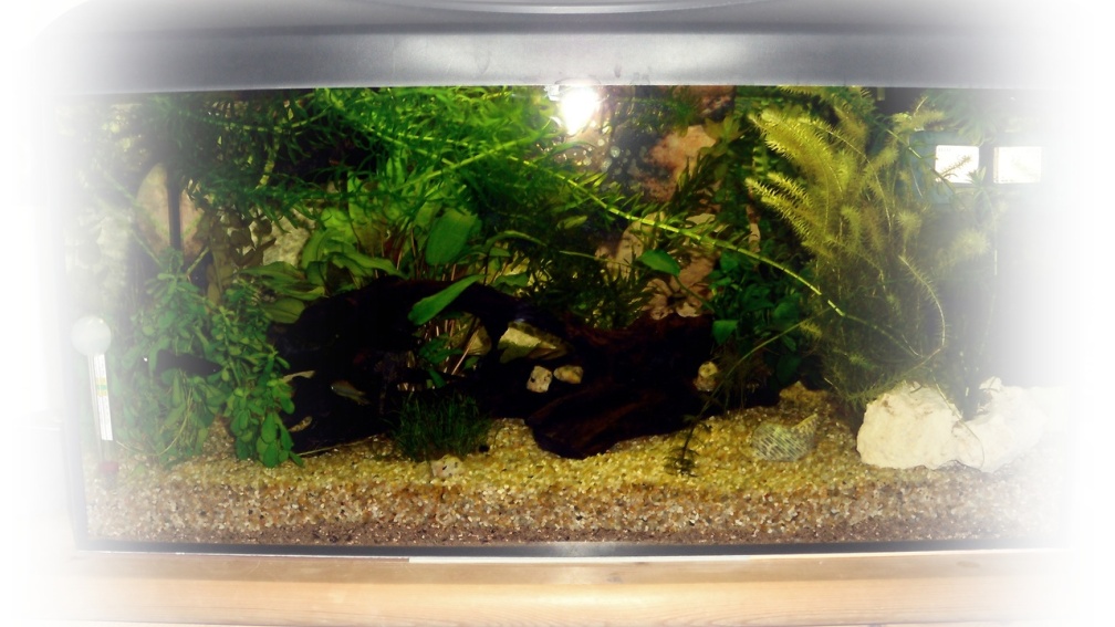 Aquarium Hauptansicht von Greenscaping first one