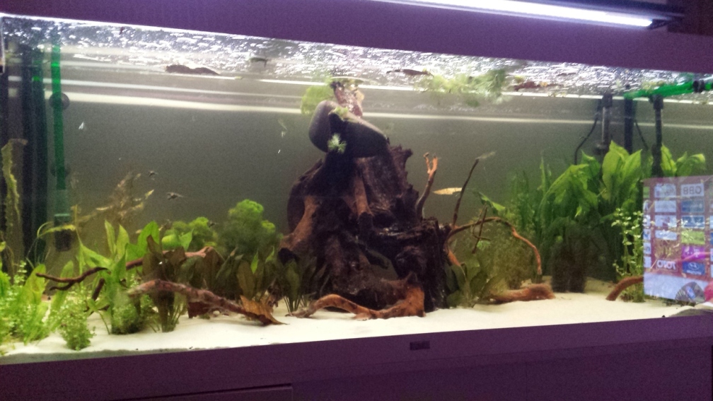 Aquarium Hauptansicht von Schwemmland