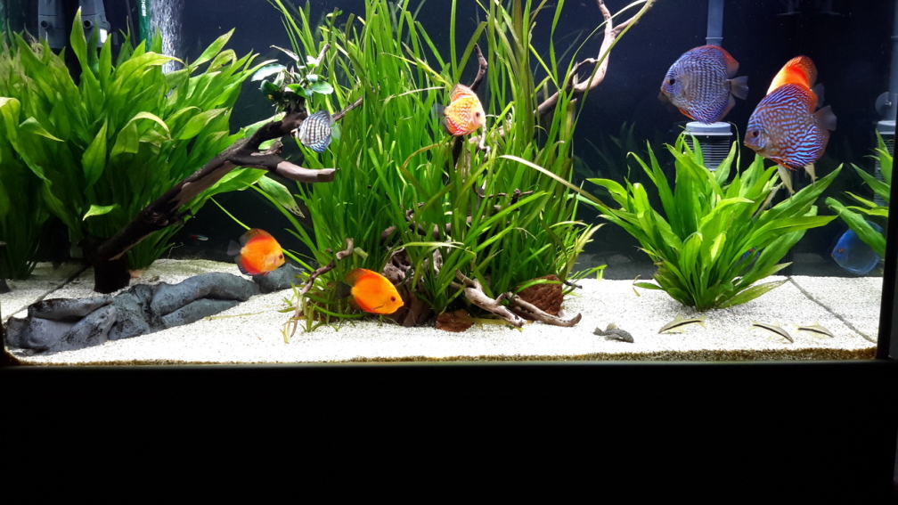 Aquarium Hauptansicht von Diskus