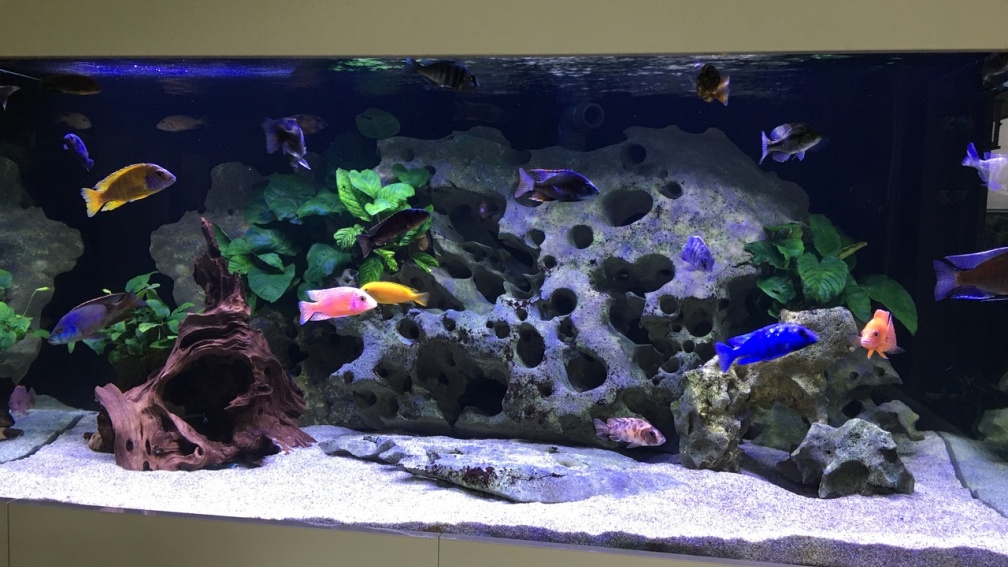 Aquarium Hauptansicht von Malawi Deep