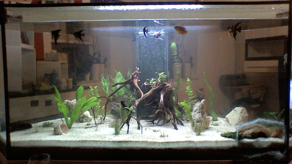 Aquarium Hauptansicht von Mein kleines Unterwasserparadies