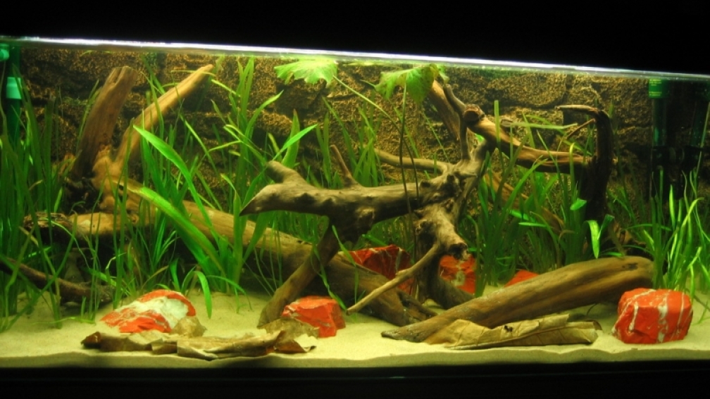 Aquarium Hauptansicht von Becken 3374