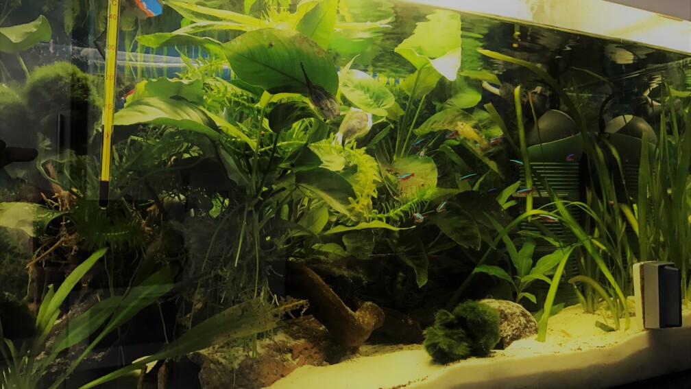 Aquarium Hauptansicht von kleines grün  (Becken wird aufgelöst)