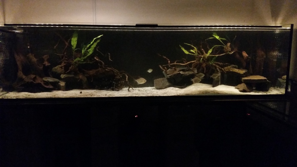 Aquarium Hauptansicht von Räuberbecken