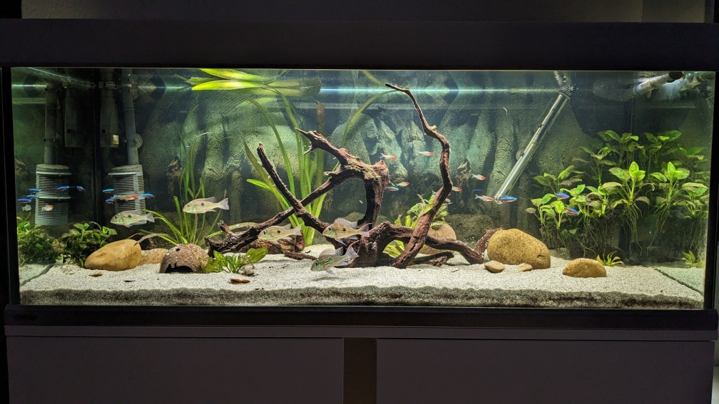 Aquarium Hauptansicht von Ein Gringo in Südamerika
