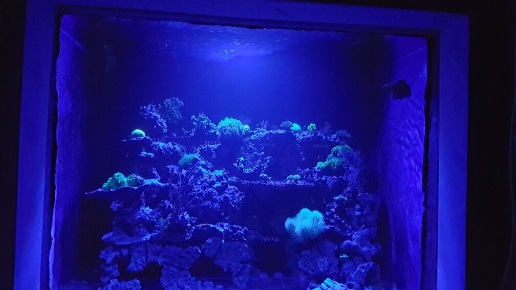 Aquarium Hauptansicht von Mein Reef