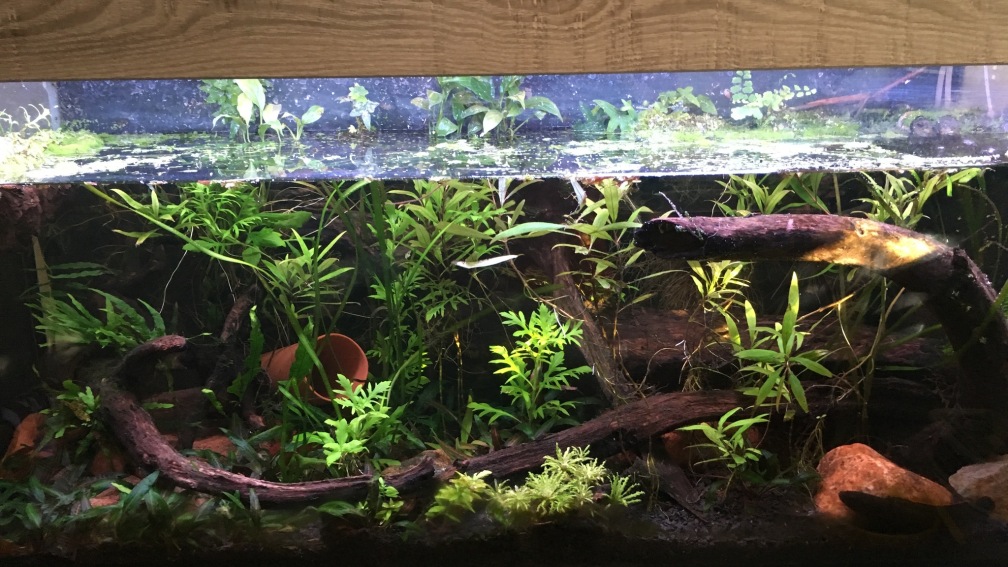 Aquarium Hauptansicht von Artenbecken für Channa spec. "Red Fin"