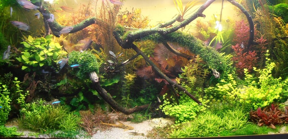 Vom Bucenwald zum `Yello Stone`