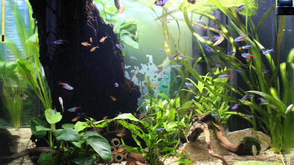 Südamerika Gesellschaftsbecken