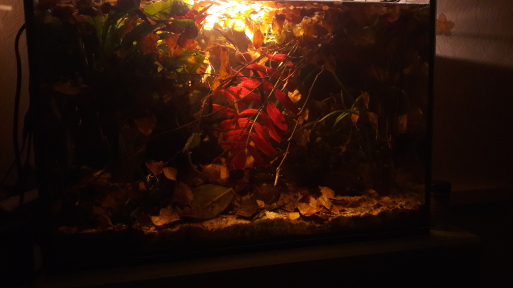 Aquarium Hauptansicht von Kasumi