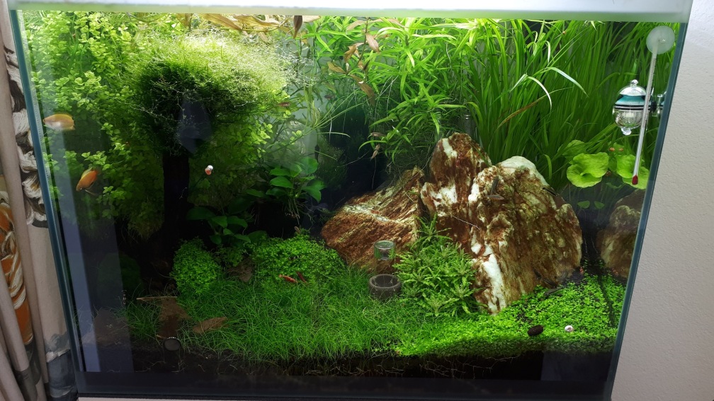 Aquarium Hauptansicht von Fluval F60
