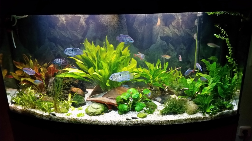 Aquarium Hauptansicht von Fluval Vicenza 260